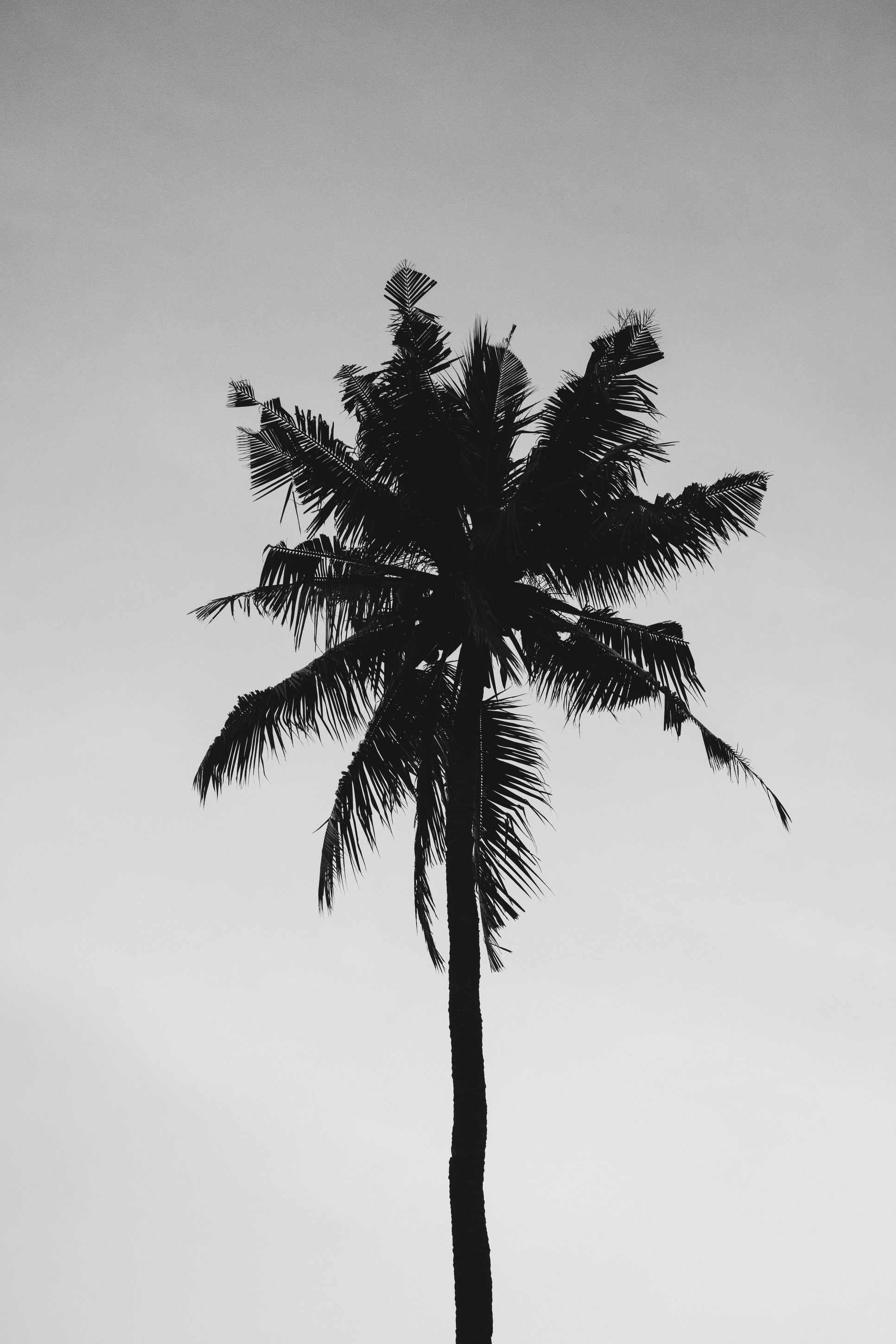 Coconut Tree Under Gray Sky